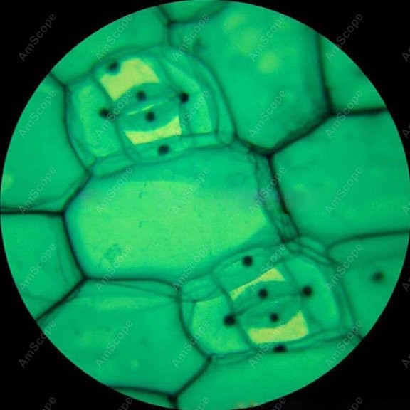 AmScope M148 Series Biological - Microscope Compound 40X 评论和价格